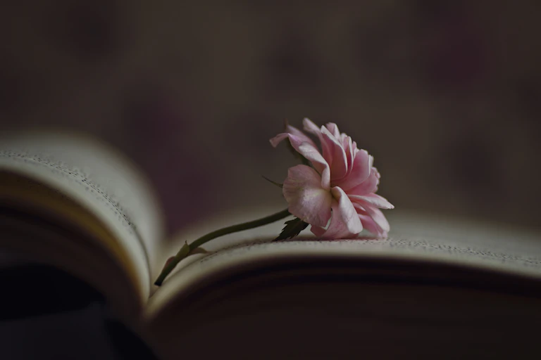 Open book with pink rose resting on one of the pages.