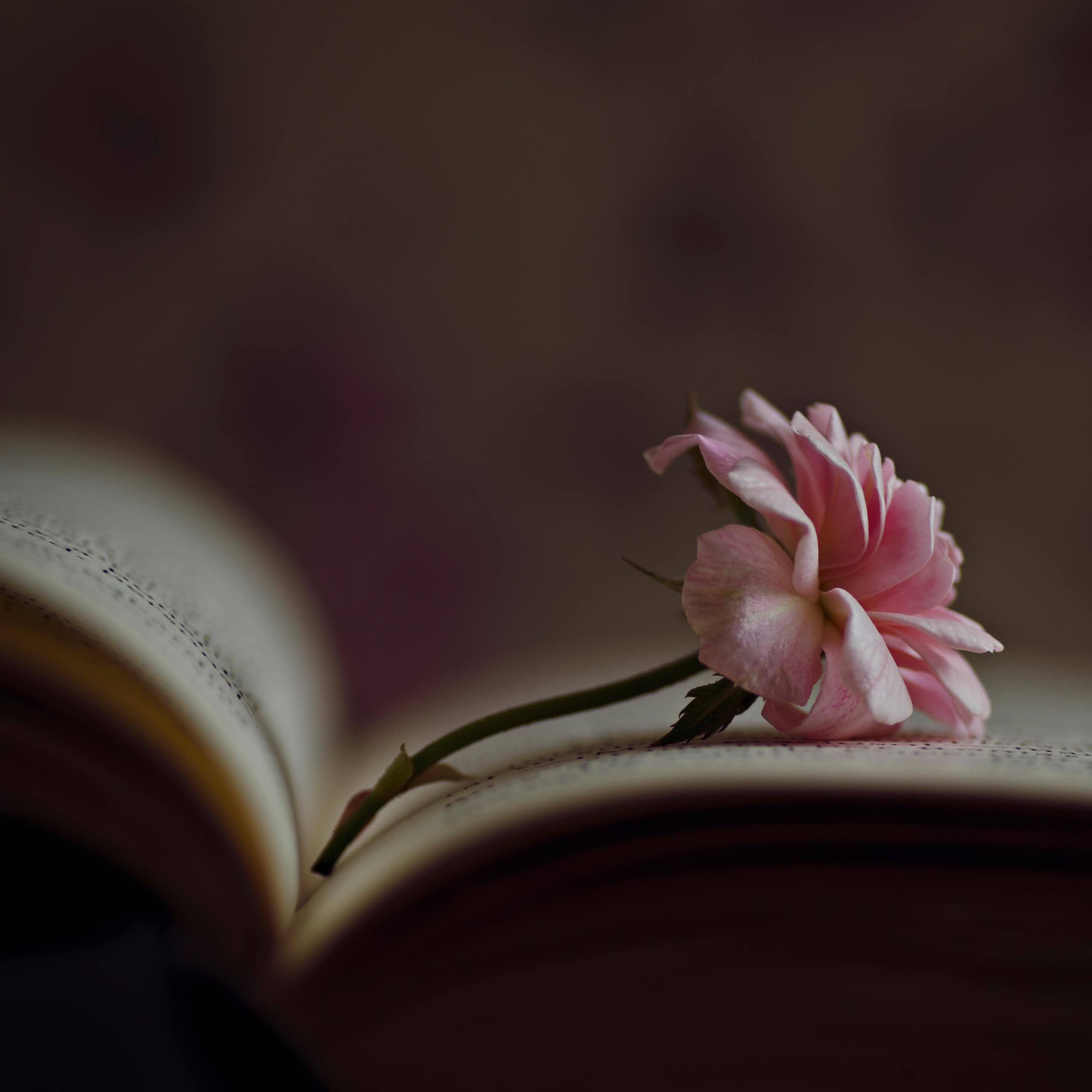Open book with pink rose resting on one of the pages.