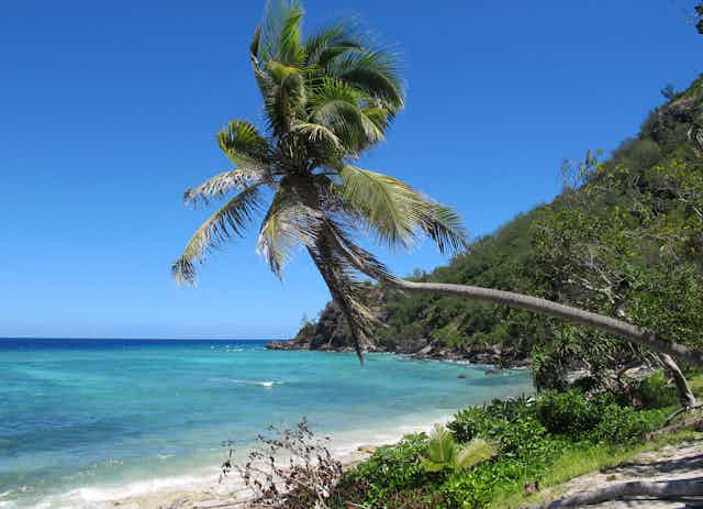 A palm tree over a beach in Fiji.