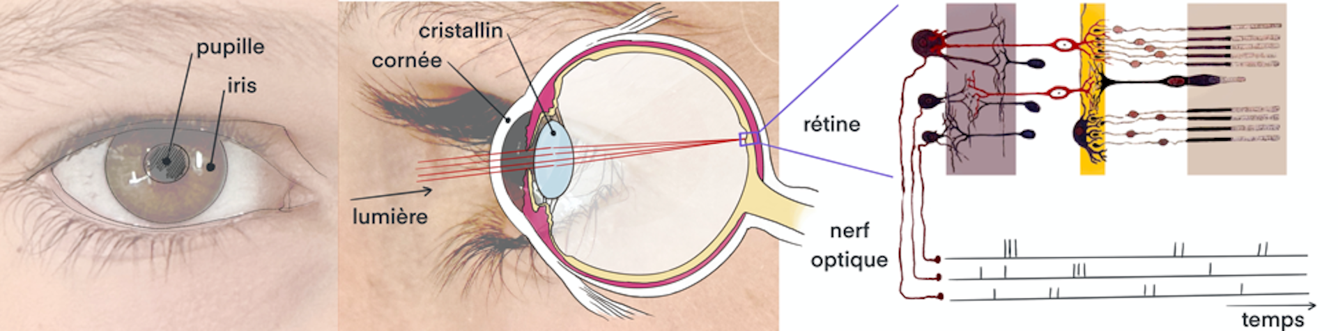 Comment la vision a évolué... [[Perrinet, 2024]](https://theconversation.com/chats-mouches-humains-comment-la-vision-a-evolue-en-de-multiples-facettes-220083) 