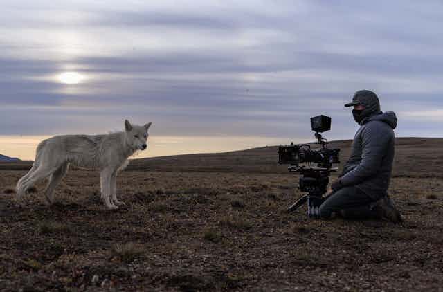 Camera operator John Shier encounters an Arctic wolf in Blue Planet III.