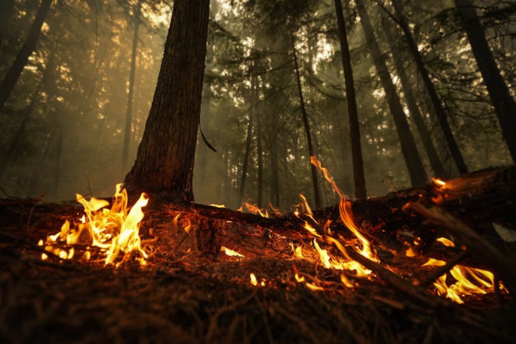 Flames surround trees on a forest floor.