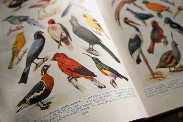 A double-page spread of bird illustrations from an encyclopedia.
