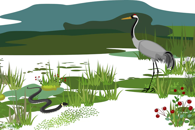 Illustration d'un écosystème de marais.