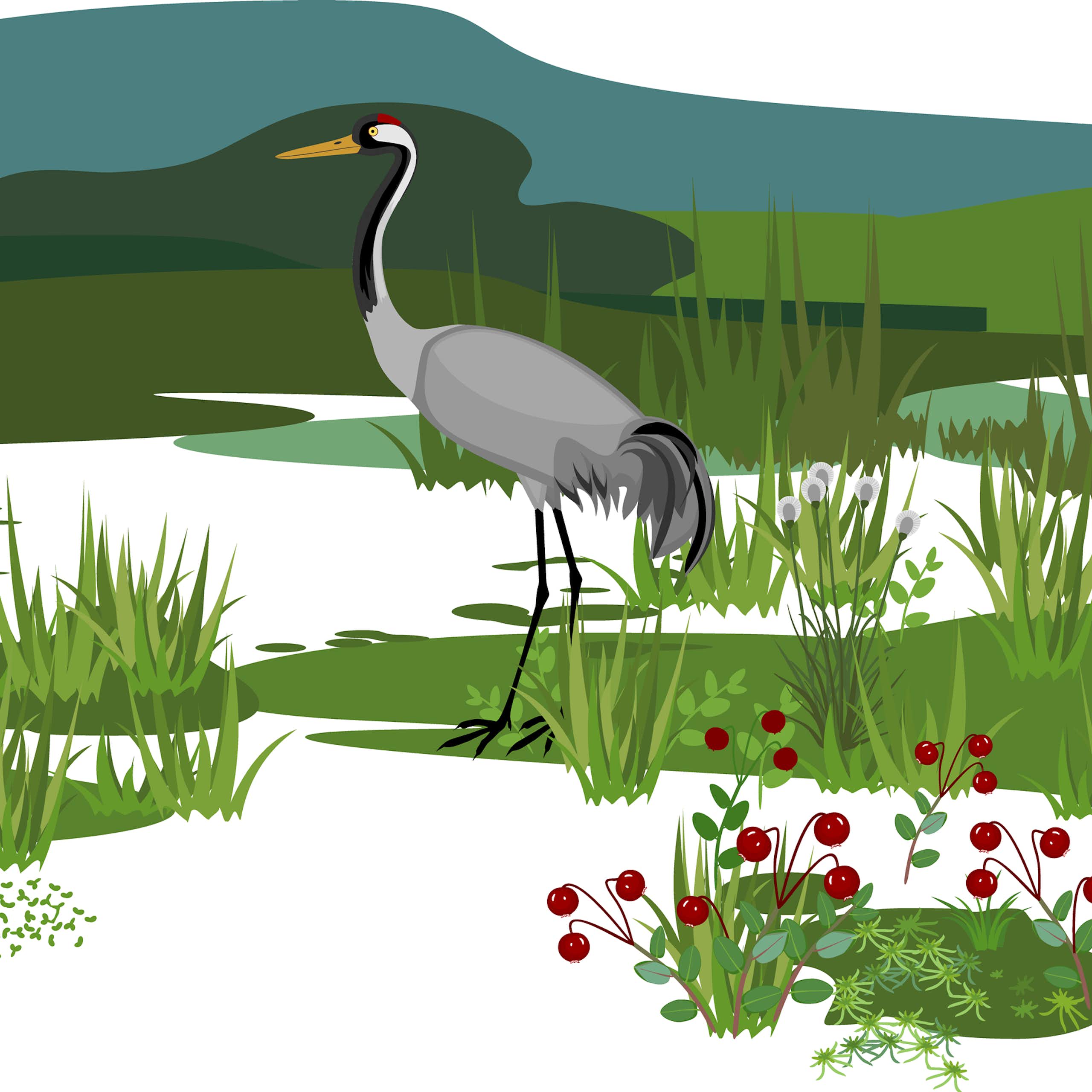 Illustration d'un écosystème de marais.