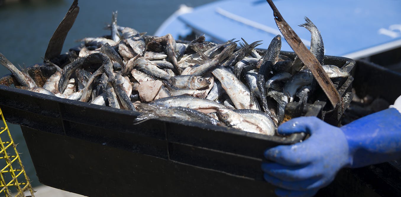 A Supreme Court ruling on fishing for herring could sharply curb federal regulatory power