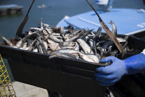 A Supreme Court ruling on fishing for herring could sharply curb federal regulatory power