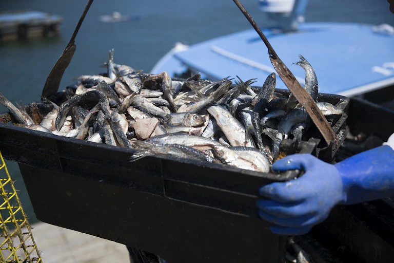 A bin filled with herring aboard a fishing boat