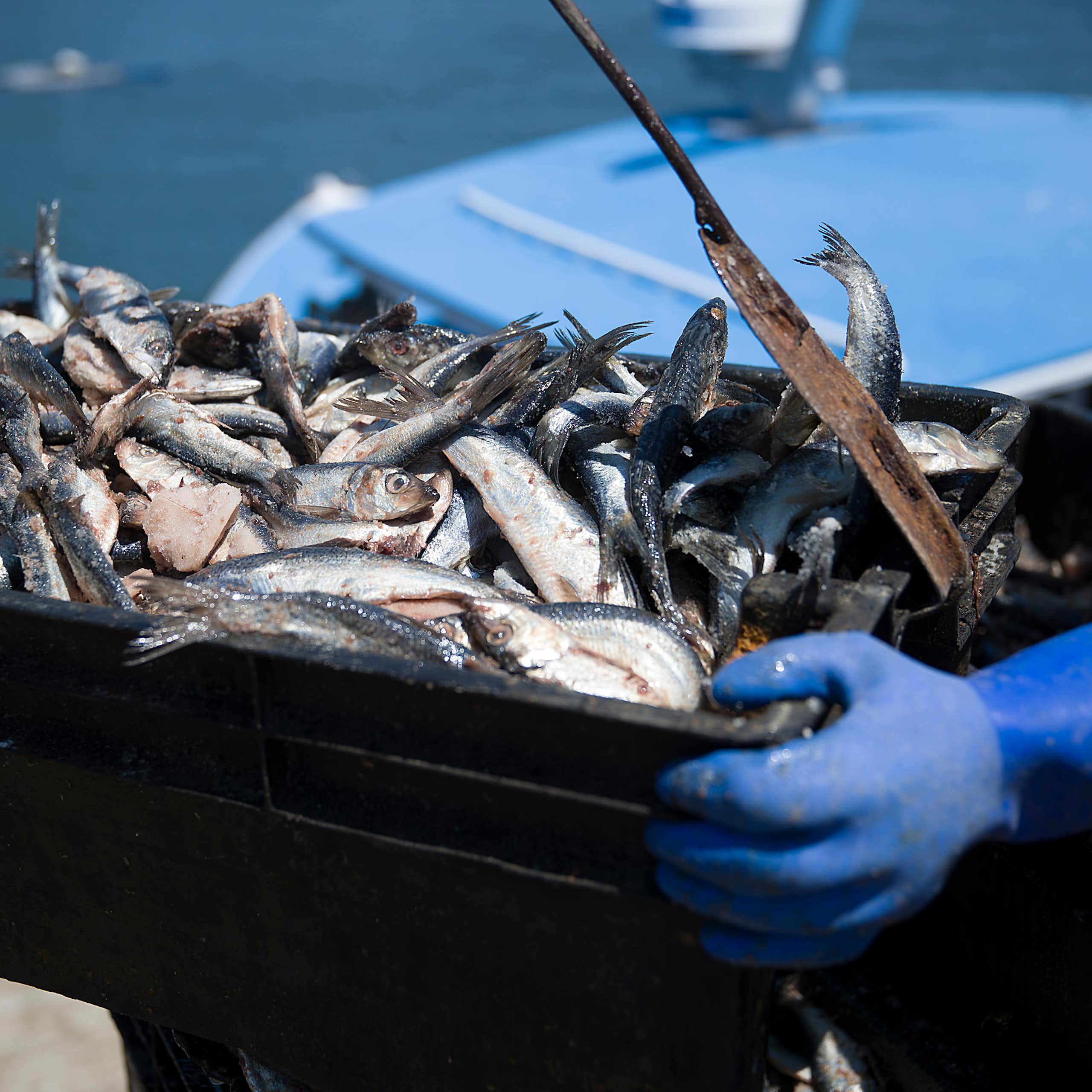 A bin filled with herring aboard a fishing boat