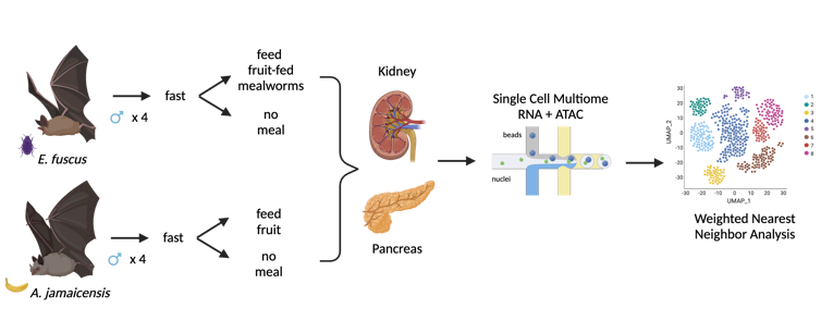 Four male *Artibeus jamaicensis* and four male *Eptesicus fuscus* bats were fasted then fed fruit or insects, respectively, or starved before analyzing their kidney and pancreas cells and genes.