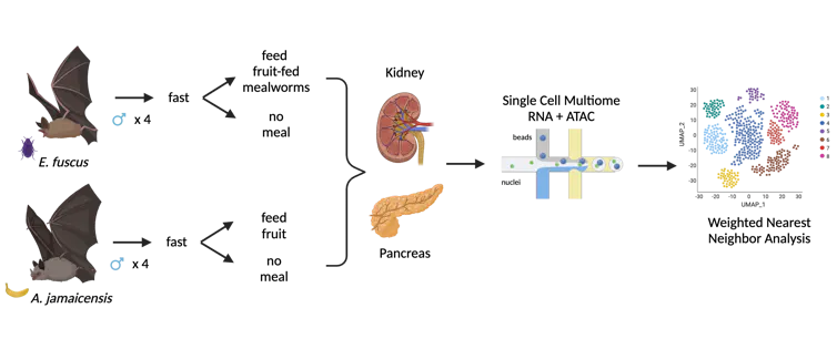 Four male *Artibeus jamaicensis* and four male *Eptesicus fuscus* bats were put in a fast then fed fruit or worms, respectively, or no meal before analyzing the cells and genes of their kidney and pancreas.