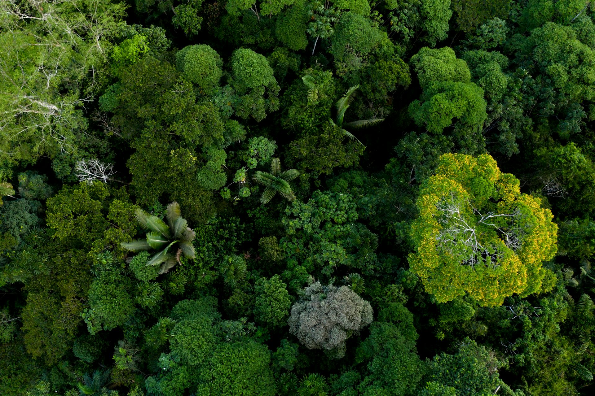 Kita bisa menebang pohon di hutan tropis secara berkelanjutan: Ini 5 caranya