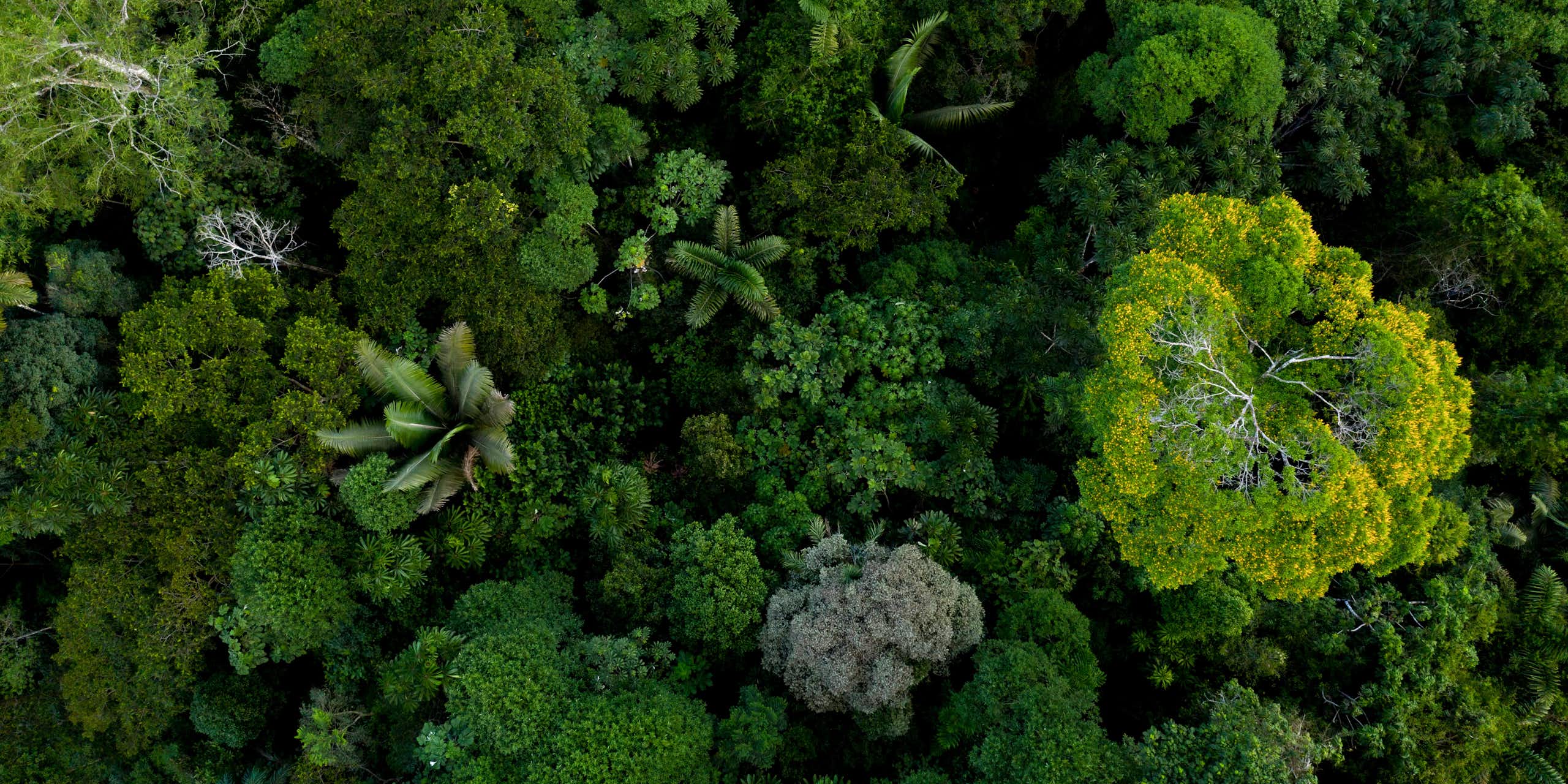 The diverse Amazon forest seen from above, a tropical forest canopy
