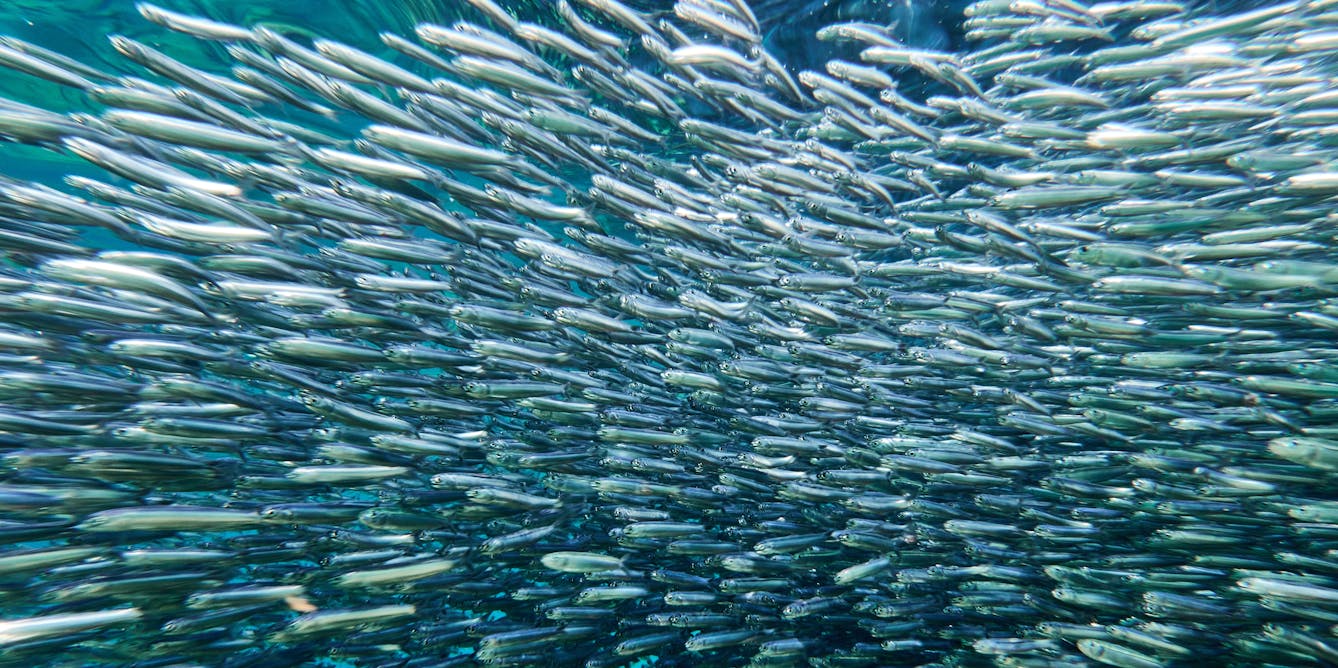 Mating anchovies stir up the sea as much as a major storm – and it’s good for the environment too