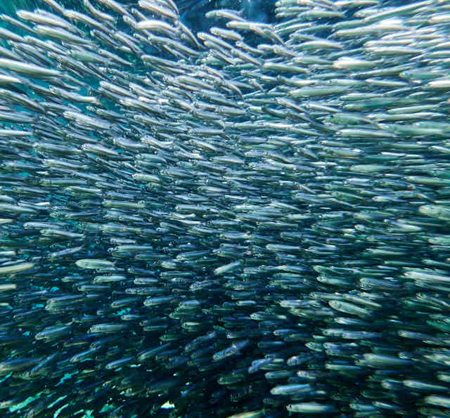 A school of anchovies swimming in the sea.