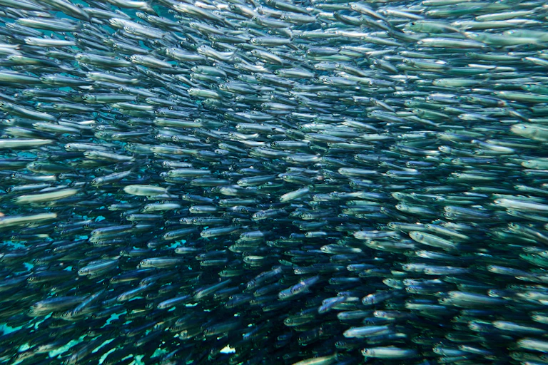 A school of anchovies swimming in the sea.