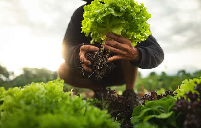 Farmer close-up holding and picking up green lettuce salad leaves with roots