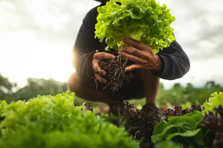 Farmer close-up holding and picking up green lettuce salad leaves with roots
