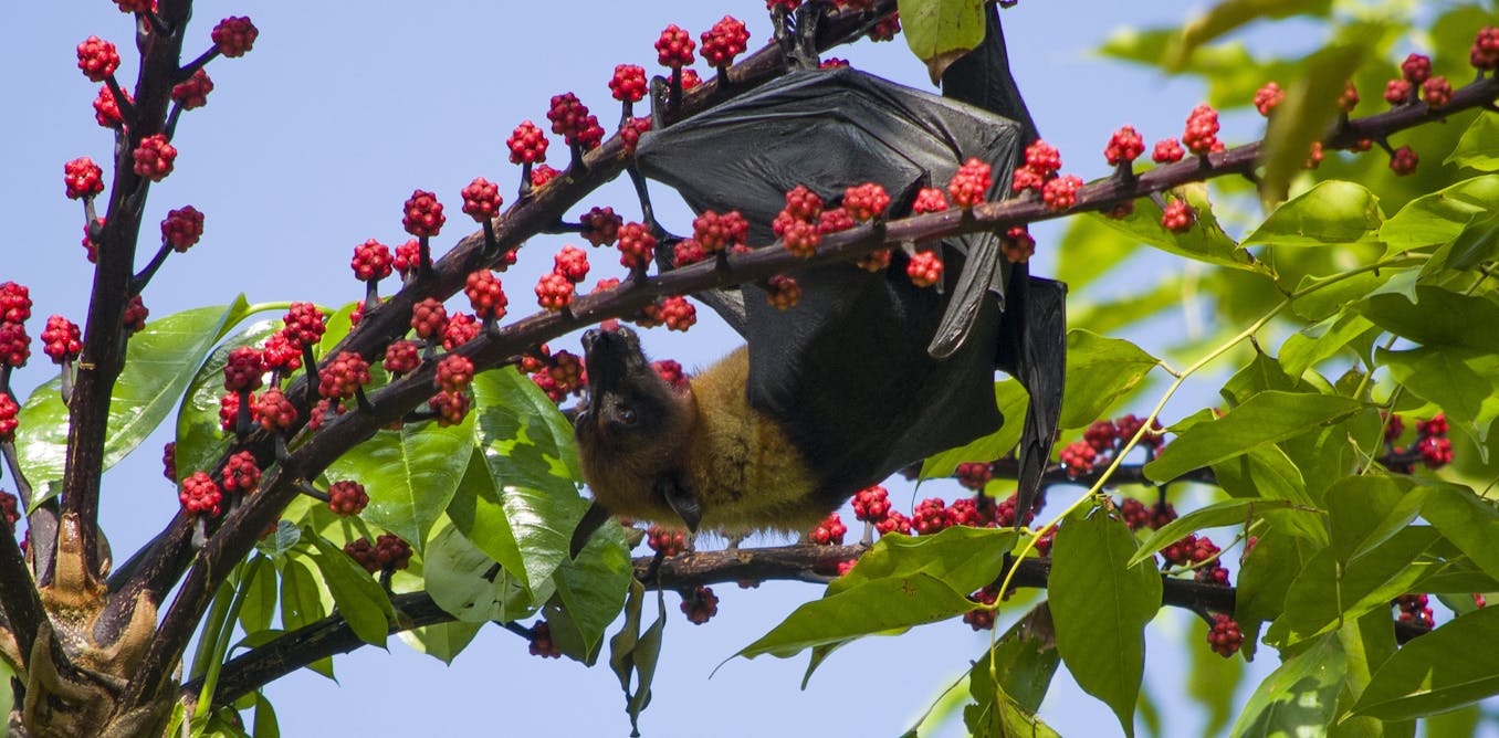Why don’t fruit bats get diabetes? New understanding of how they’ve adapted to a high-sugar diet could lead to treatments for people