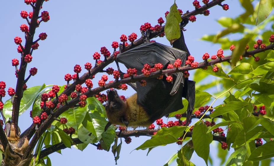 Fruit bat hanging upside down from a tree branch laden with red berries