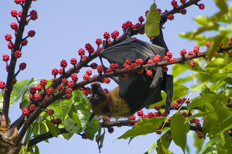 Fruit bat hanging upside down from a tree branch laden with red berries