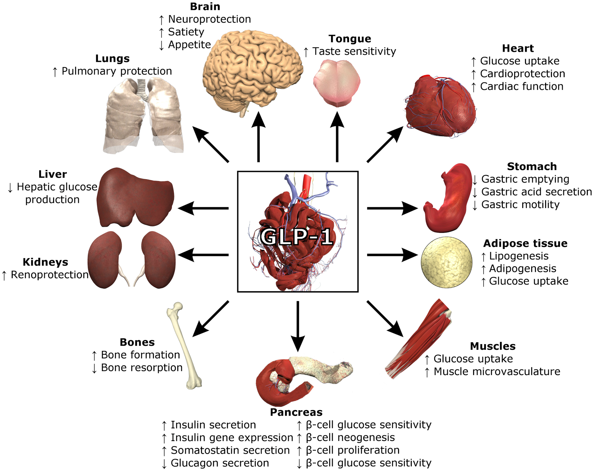 Your Body Already Has Its Own Version Of Ozempic Portside   File 20240109 23 4av9qx 