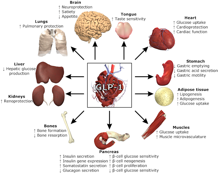 Diagram showing the effects of GLP-1 on various organs of the body