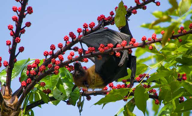 Morcego frugívoro pendurado de cabeça para baixo em um galho de árvore carregado de frutas vermelhas