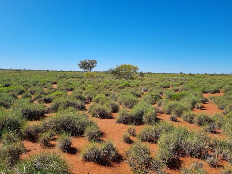 A red field with green tufts of grass and a bright blue sky above