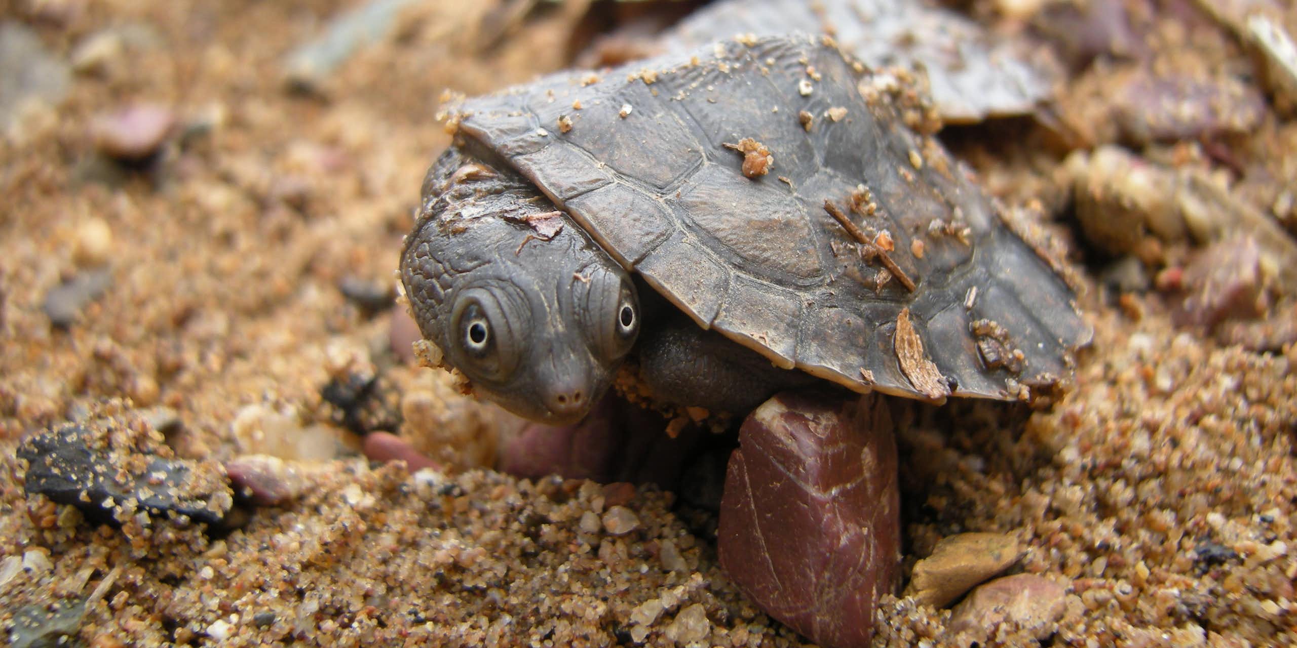 A turtle hatchling on sandy ground