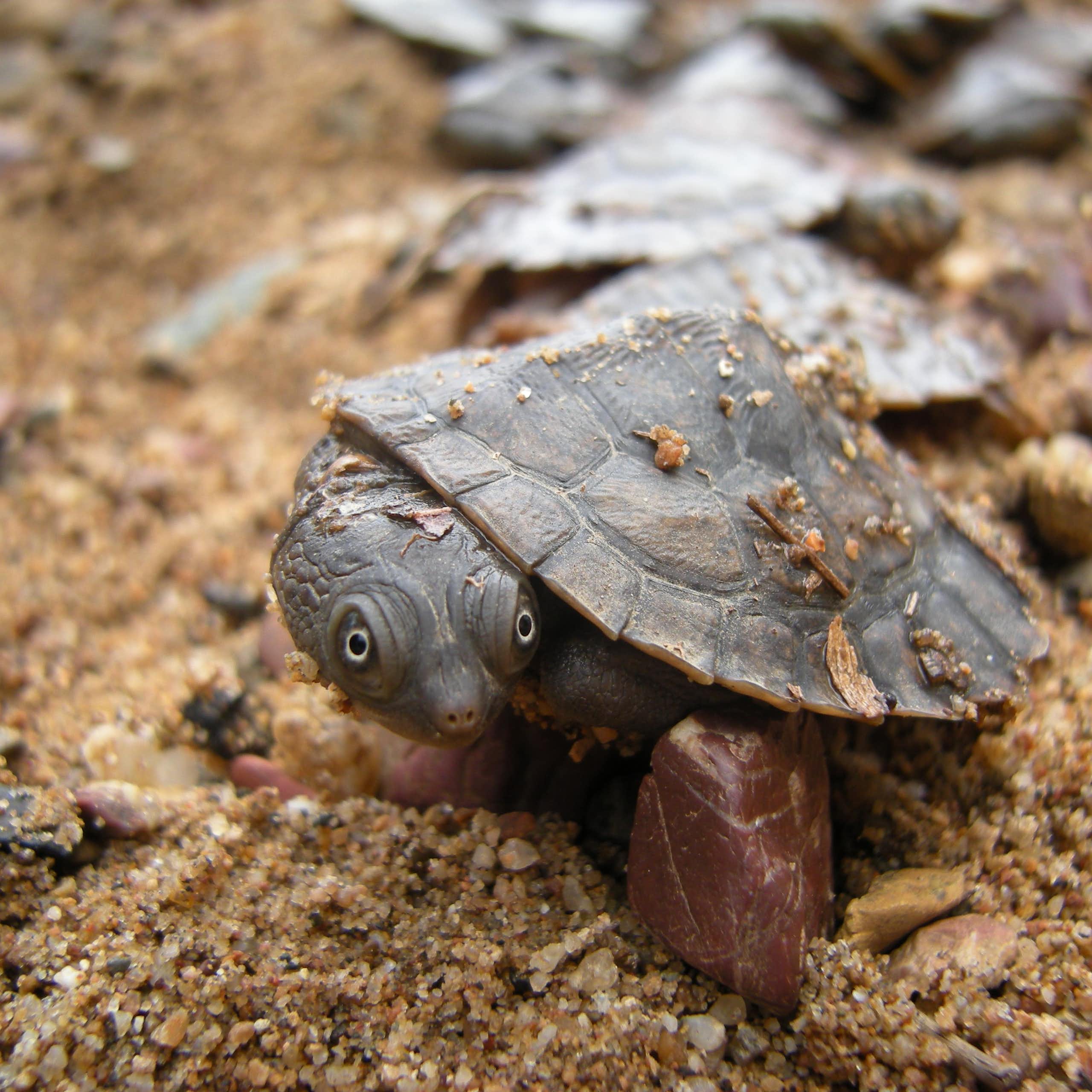 A turtle hatchling on sandy ground