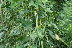 A field of green plants bearing cowpea