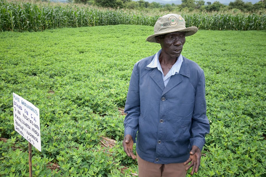 A man standing in a field of groundnut ringed by maize plants
