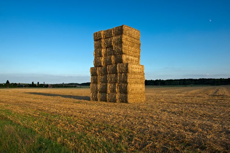 La paille se renouvelle bien plus vite que les arbres, ce qui permet de fixer davantage de carbone.