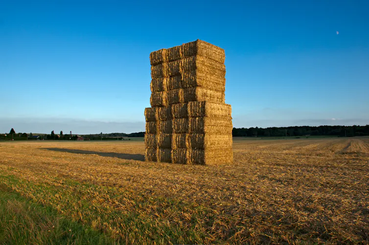 La paille se renouvelle bien plus vite que les arbres, ce qui permet de fixer davantage de carbone.