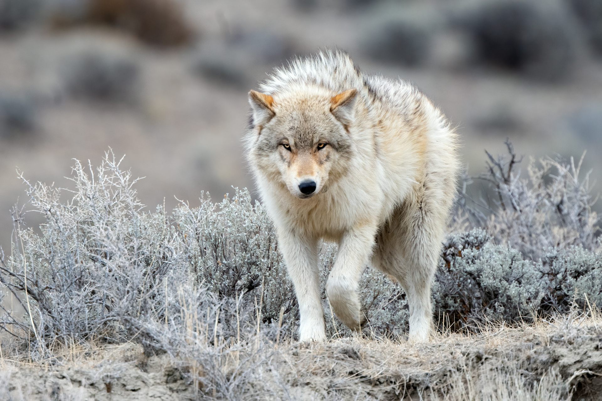 After An 80-year Absence, Gray Wolves Have Returned To Colorado − Here ...