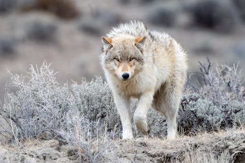 After an 80-year absence, gray wolves have returned to Colorado − here's how the reintroduction of this apex predator will affect prey and plants