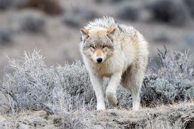 A gray wolf in the wild walks amidst the grass and scrub.