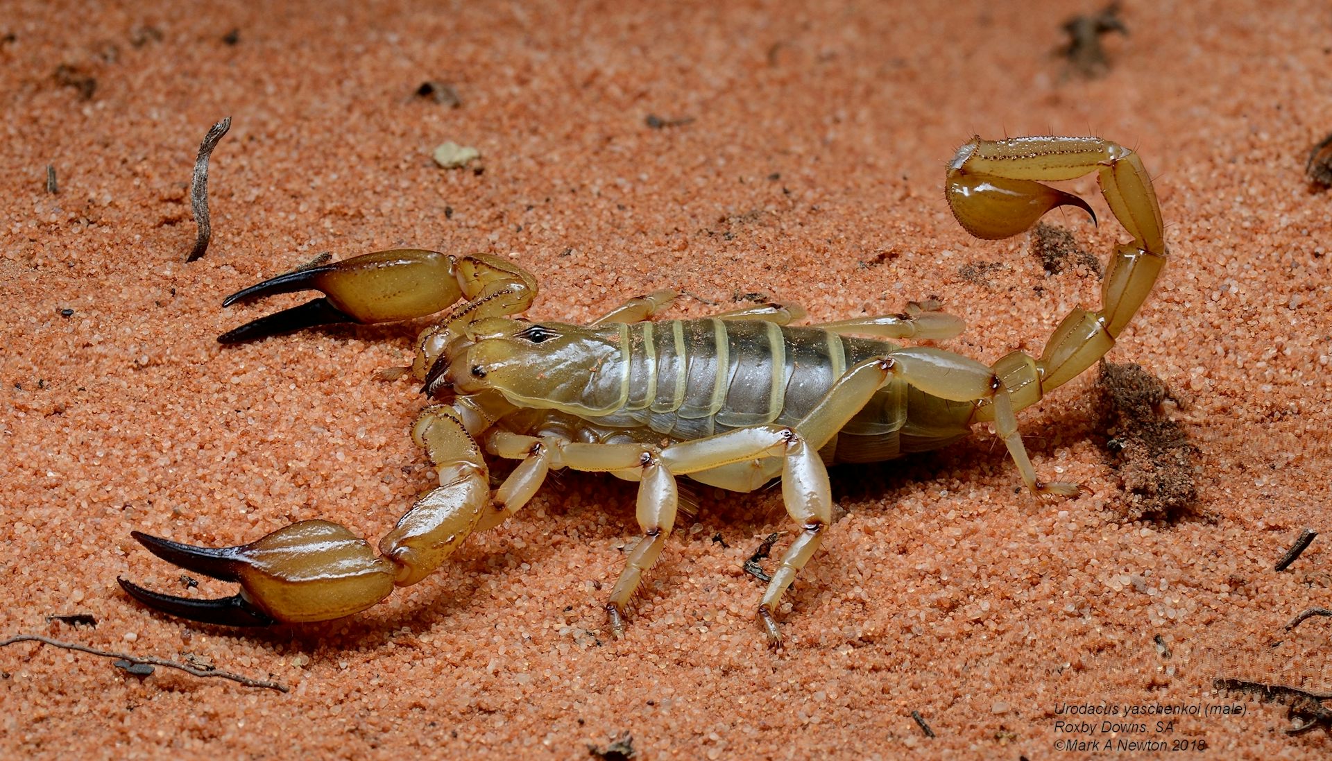 Less than 10% of Australian scorpions are known to science. We've