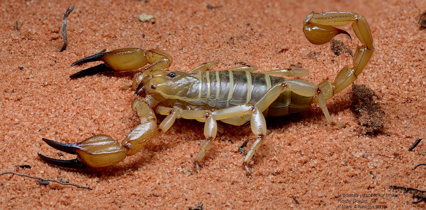 Less than 10% of Australian scorpions are known to science. We’ve added two new species to the list