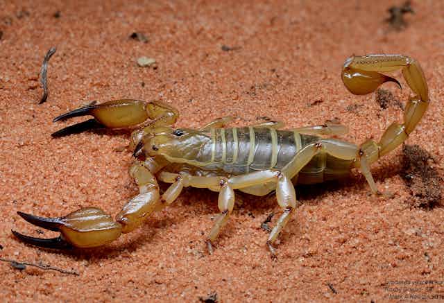 A pale tan and brown scorpion on red sand close up