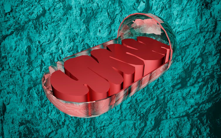 A digital drawing of the mitochondria of a cell.