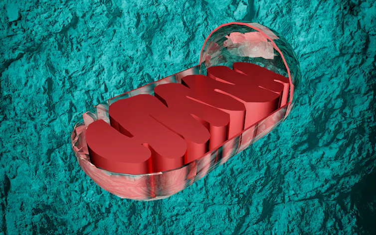 A digital drawing of the mitochondria of a cell.