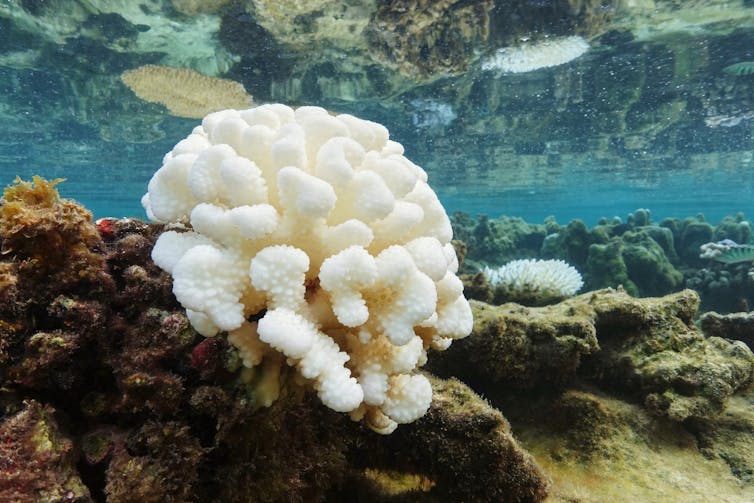 A white brain-like coral on a shallow reef.