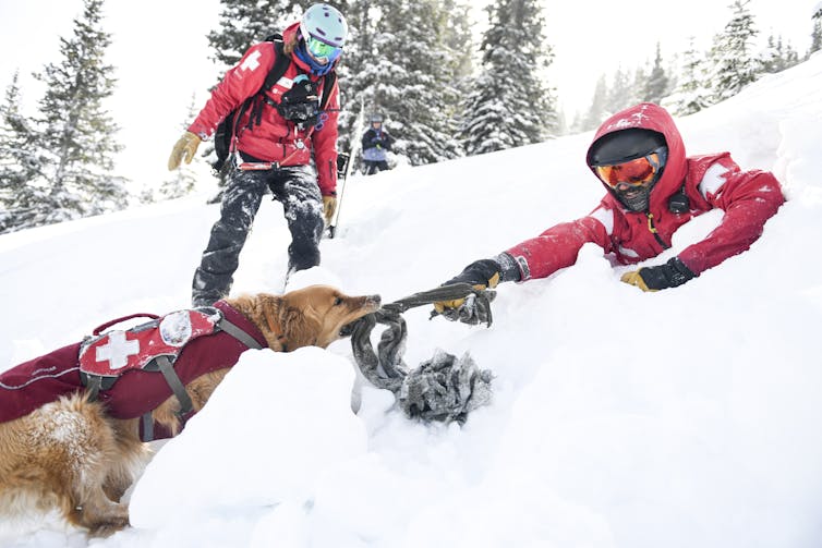 A yellow dog pulls on a tug held by a man in ski patrol outfit and goggles who is buried up to his waist in snow.