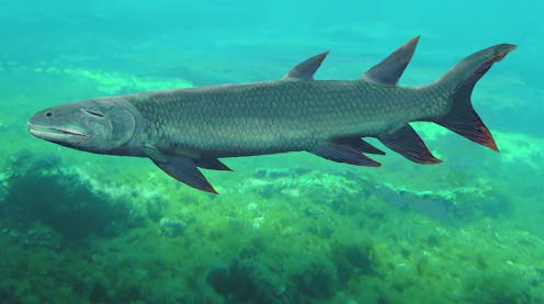 A 380-million-year old predatory fish from Central Australia is finally named after decades of digging