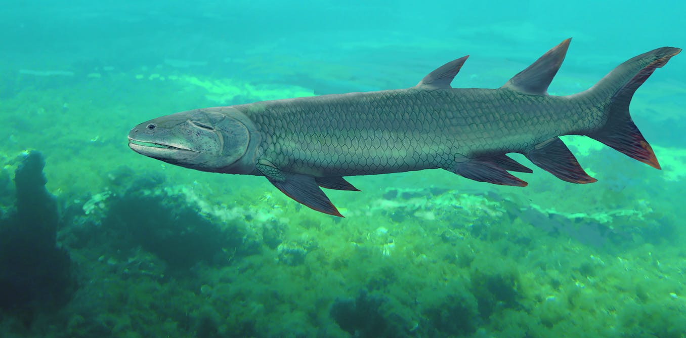 A 380-million-year old predatory fish from Central Australia is finally ...