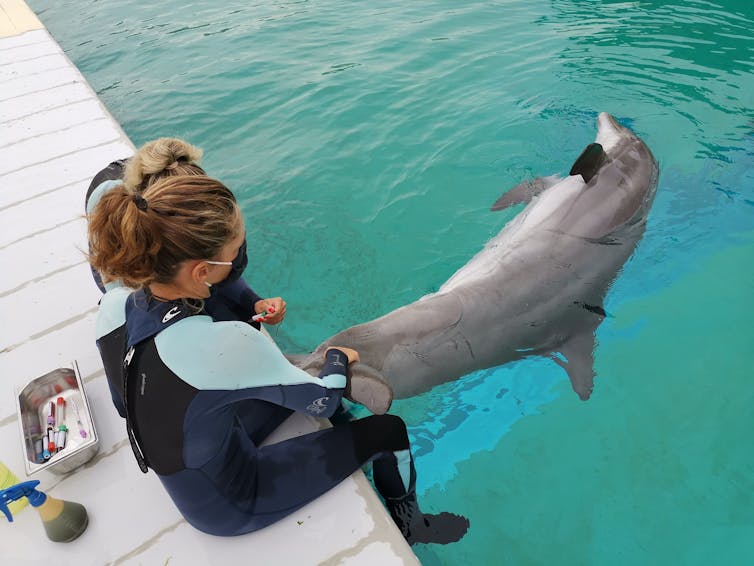 Prise de sang sur un grand dauphin, Tursiops truncatus.