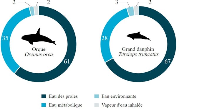 Contributions relatives de chacune des sources d’eau chez les orques et les grands dauphins.