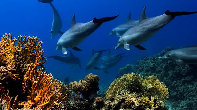 Des dauphins nagent au dessus de coraux.